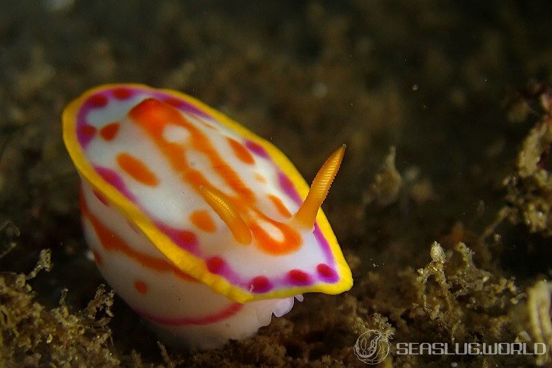 カナメイロウミウシ Hypselodoris kaname