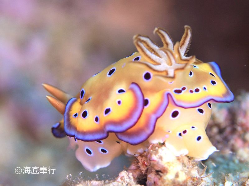 オトヒメウミウシ Goniobranchus kuniei