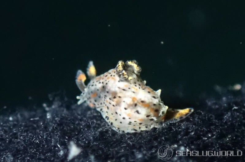 フジタウミウシ Polycera fujitai