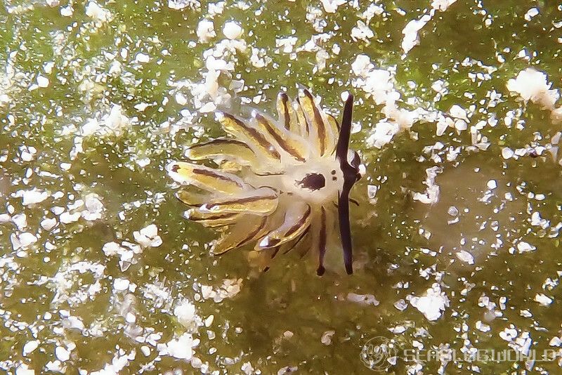 イリオモテモウミウシ Costasiella sp. 4