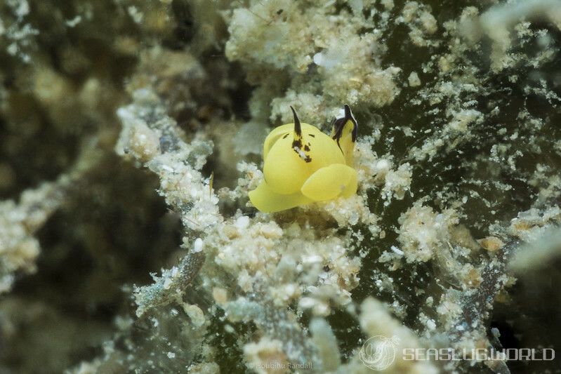 ダンボウミコチョウ Siphopteron dumbo