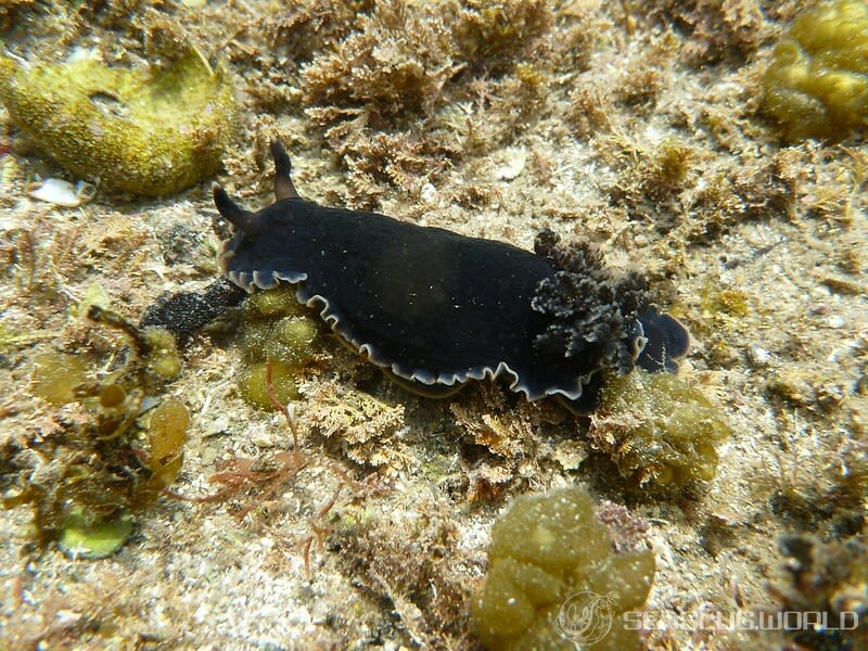 クロシタナシウミウシ Dendrodoris arborescens