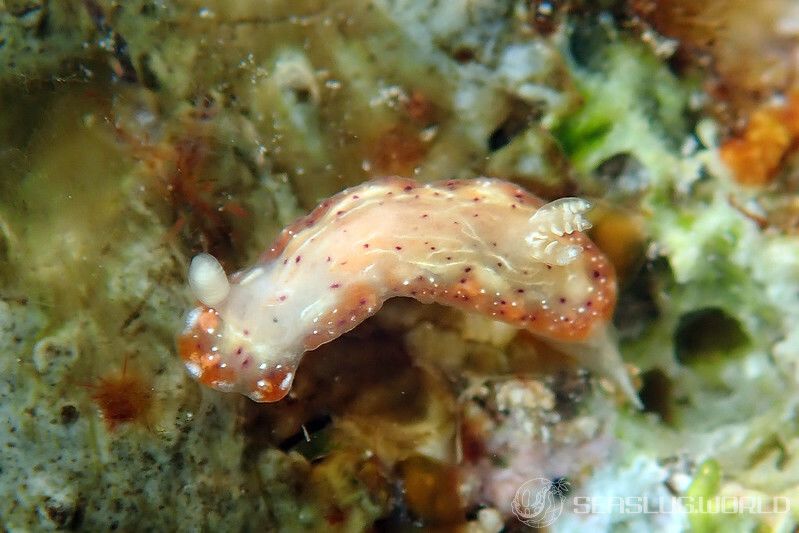 ニヨリセトイロウミウシ Goniobranchus decorus