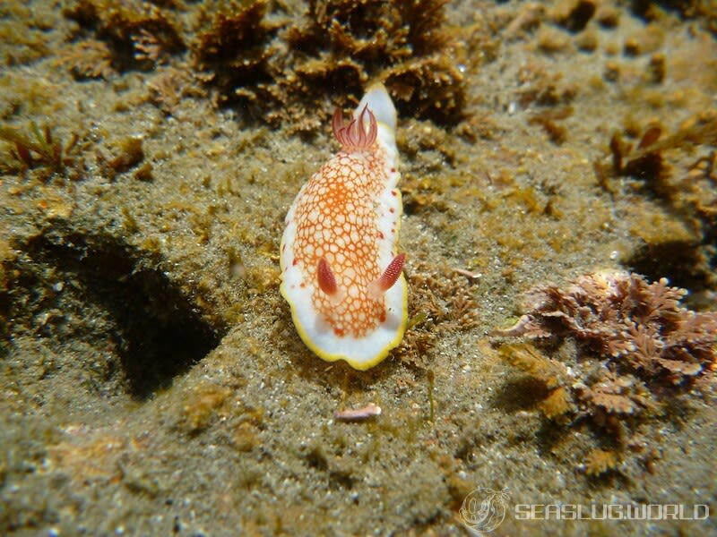 サラサウミウシ Goniobranchus sp.16