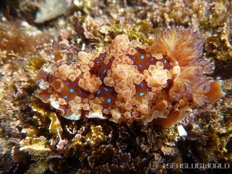 ミヤコウミウシ Dendrodoris krusensternii