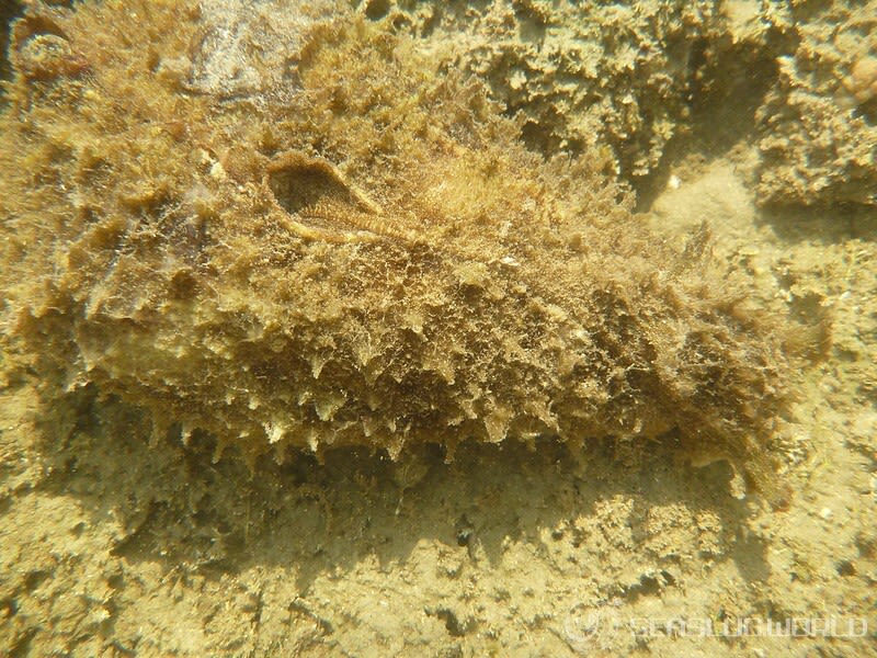 タツナミガイ Dolabella auricularia