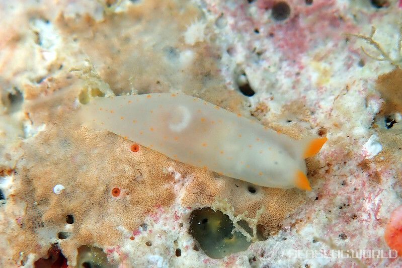 キヌハダウミウシ属の一種 21 Gymnodoris sp.21