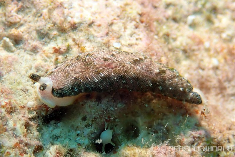 カキシブオトメウミウシ Dermatobranchus diagonalis