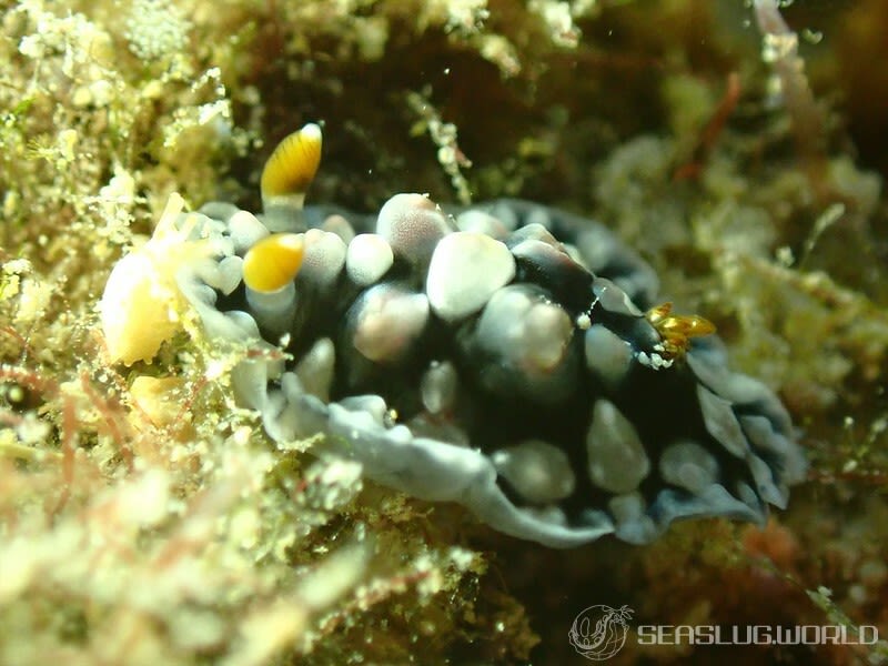 コウシンウミウシ Dendrodoris carbunculosa