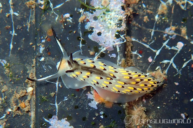 カスミミノウミウシ Cerberilla asamusiensis