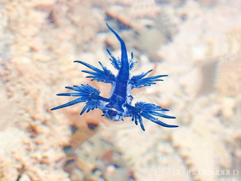 アオミノウミウシ Glaucus atlanticus