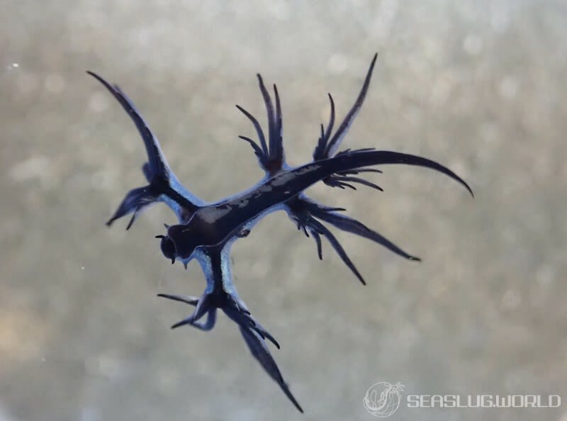 アオミノウミウシ Glaucus atlanticus