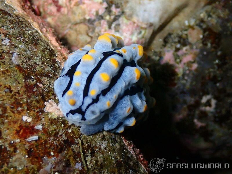 タテヒダイボウミウシ Phyllidia varicosa