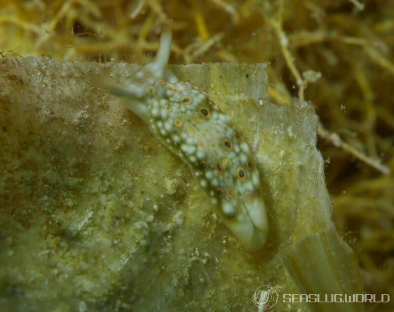 チドリミドリガイ Plakobranchus ocellatus