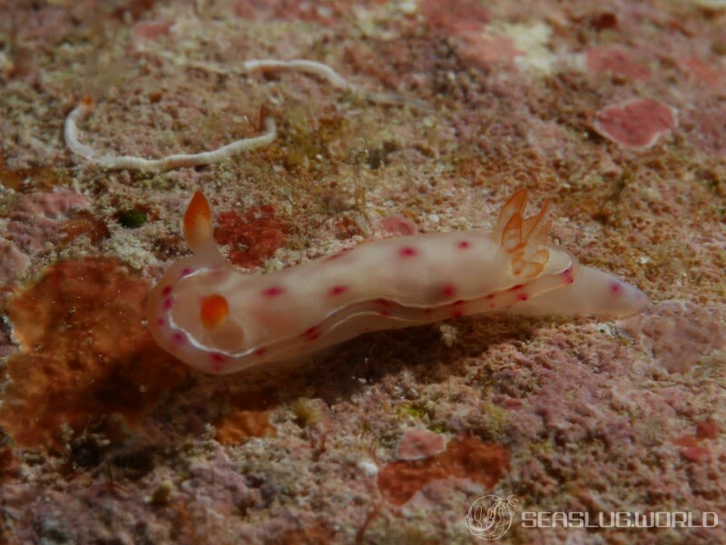 ミカドウミウシ Hexabranchus lacer