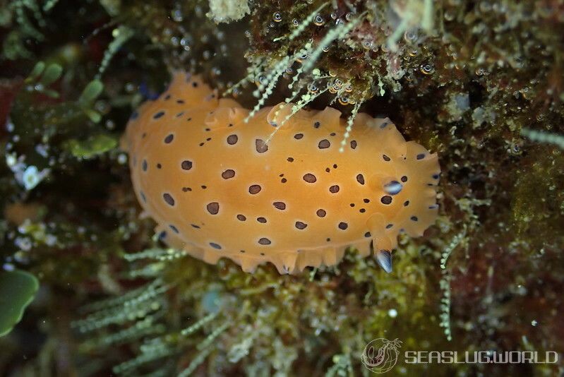 ヒメマダラウミウシ Dendrodoris guttata