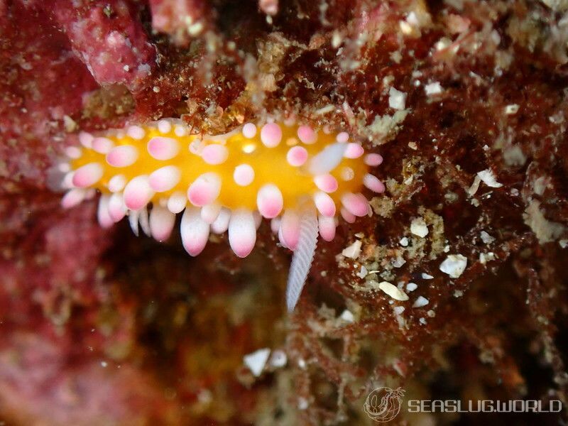 イガグリウミウシ Cadlinella ornatissima