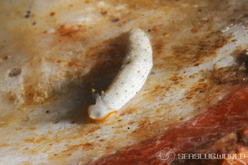 カメキオトメウミウシ Dermatobranchus primus