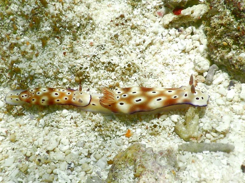 マダライロウミウシ Hypselodoris tryoni