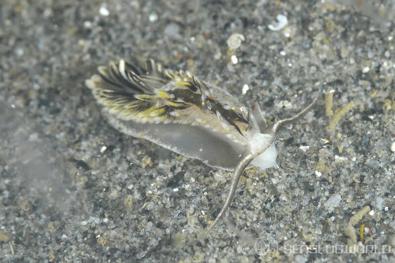 ニッポンカスミミノウミウシ Cerberilla longibranchus