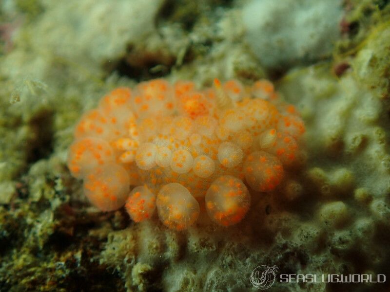 カンザシウミウシ Limacia ornata