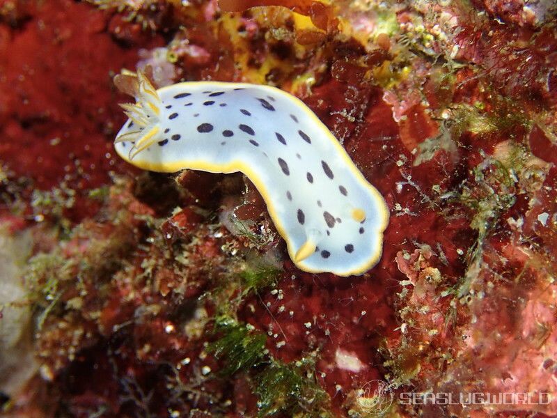 シロウミウシ Chromodoris orientalis