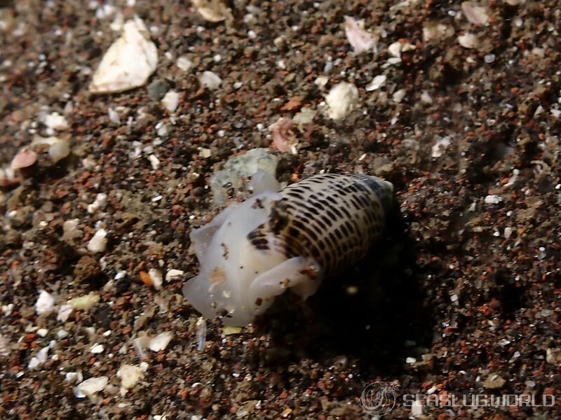 コシイノミガイ Pupa strigosa