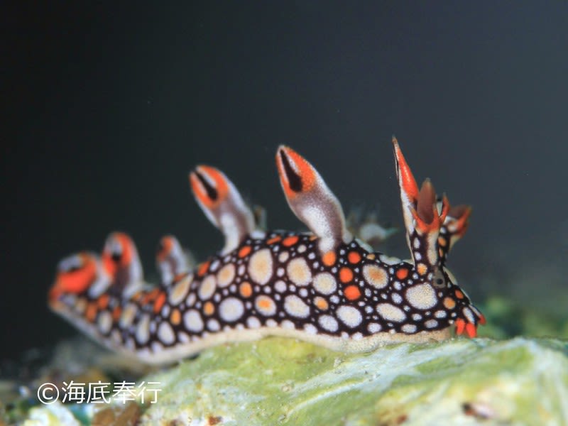 ヒオドシユビウミウシ Bornella anguilla