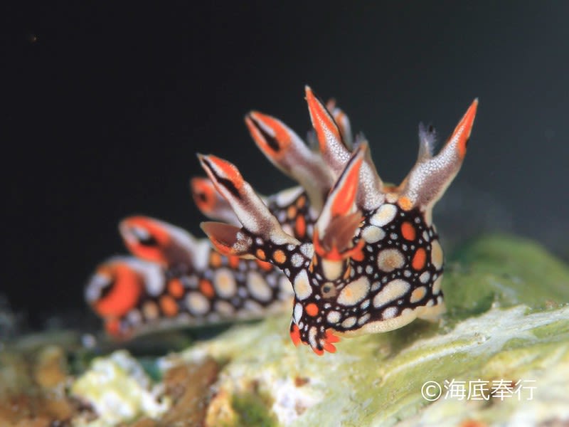 ヒオドシユビウミウシ Bornella anguilla