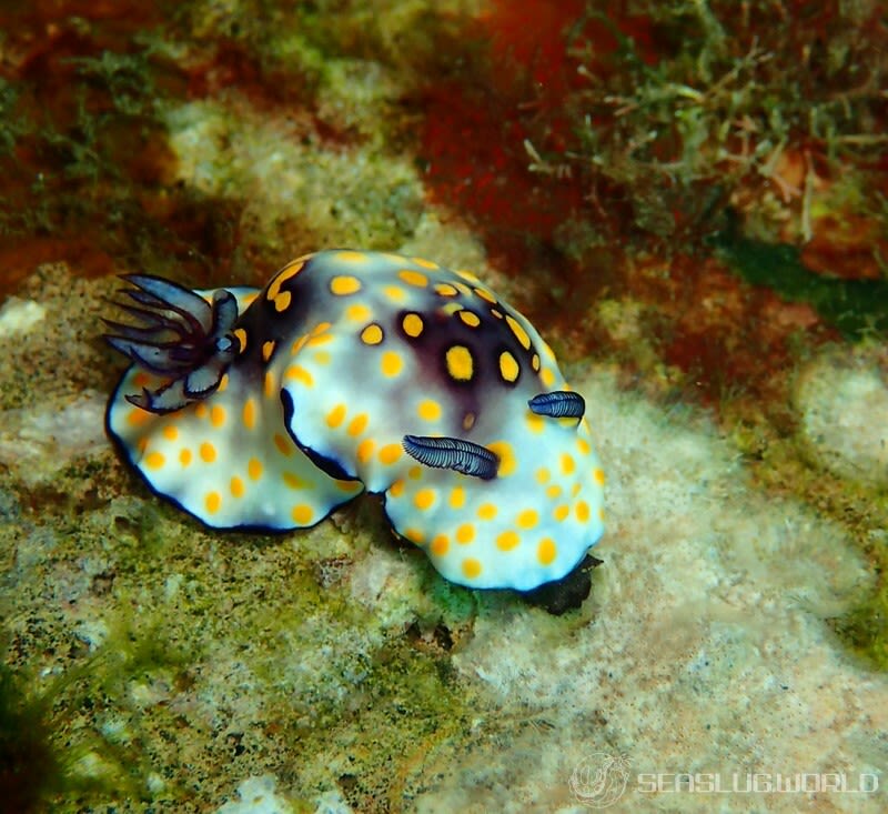 ゴニオブランクス・アンヌラートゥス Goniobranchus annulatus