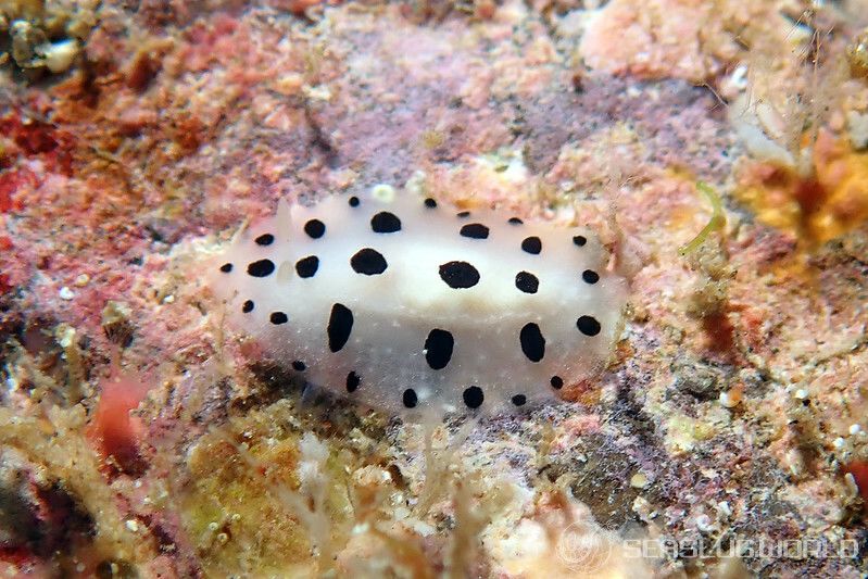 ミズタマイボウミウシ Phyllidia scottjohnsoni