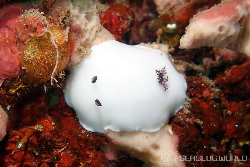 ユキダマウミウシ Hiatodoris fellowsi