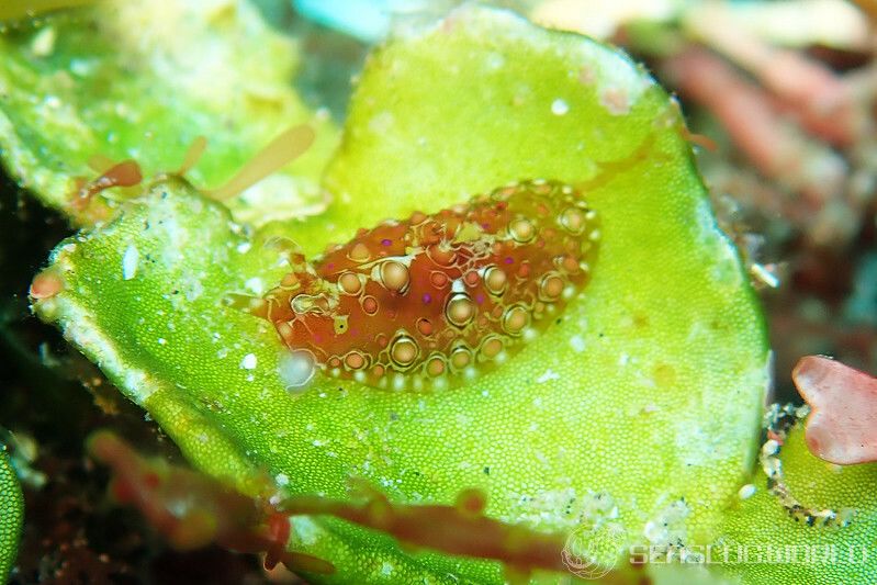 フサウミナメクジ Petalifera ramosa