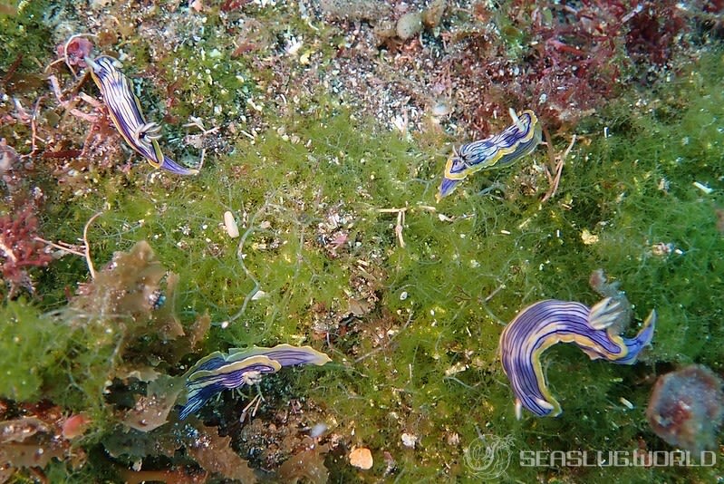 コンガスリウミウシ Chromodoris sp. 1