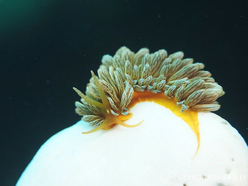 アカクセニアウミウシ Phyllodesmium kabiranum