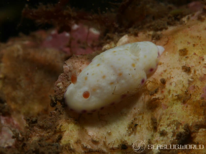 ヒメコモンウミウシ Goniobranchus rufomaculatus