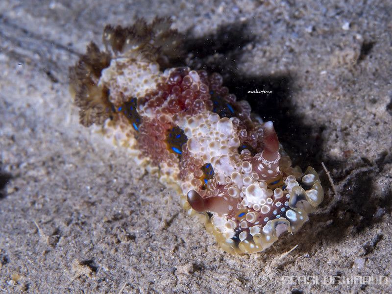 ミヤコウミウシ Dendrodoris krusensternii