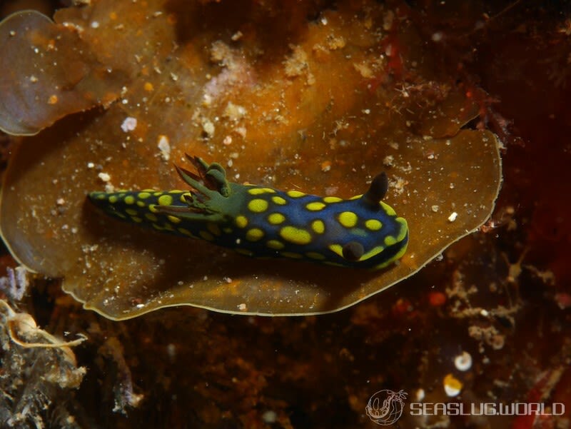 サガミリュウグウウミウシ Tambja sagamiana