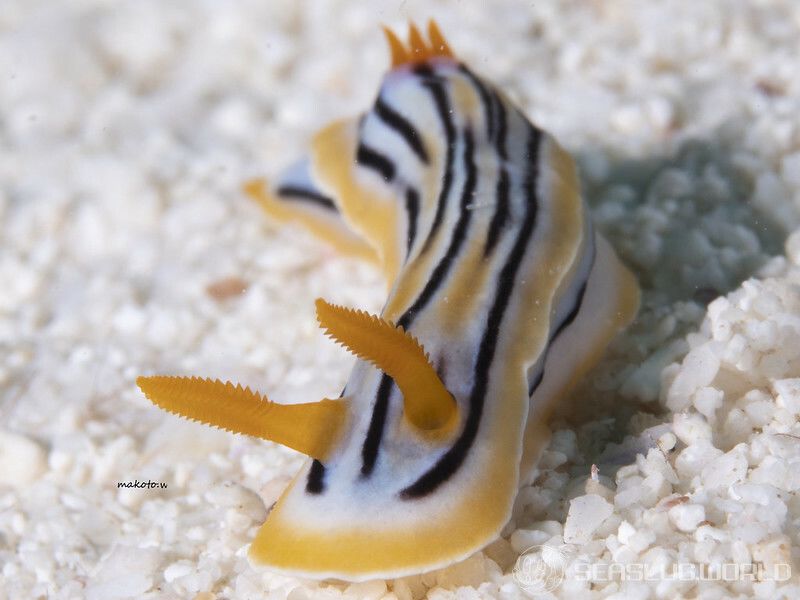 コールマンウミウシ Chromodoris colemani