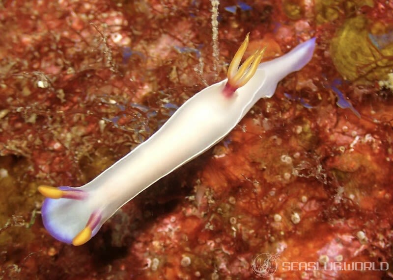 ゾウゲイロウミウシ Hypselodoris bullockii