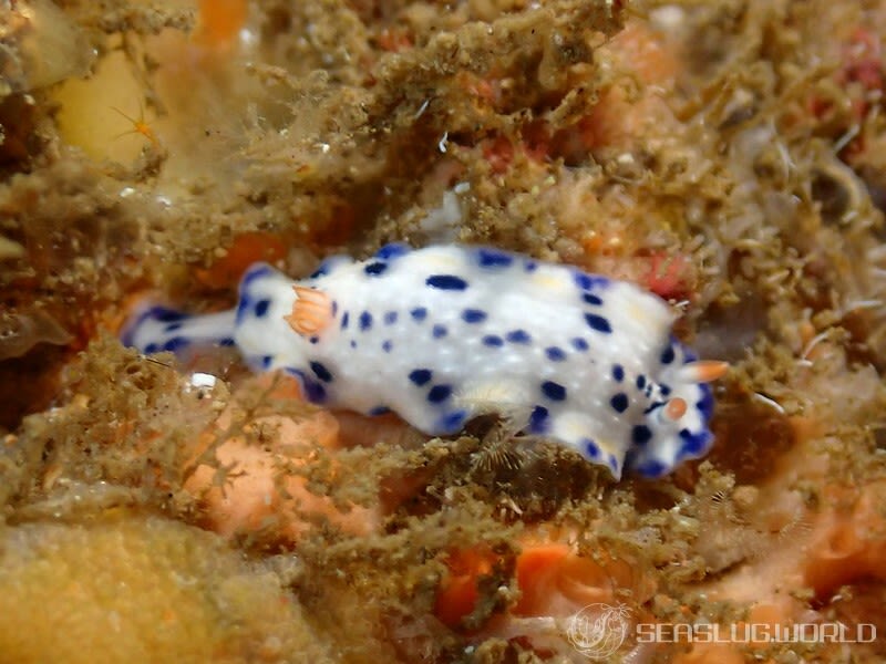 サガミイロウミウシ Hypselodoris sagamiensis