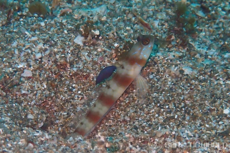 スミゾメキヌハダウミウシ Gymnodoris nigricolor