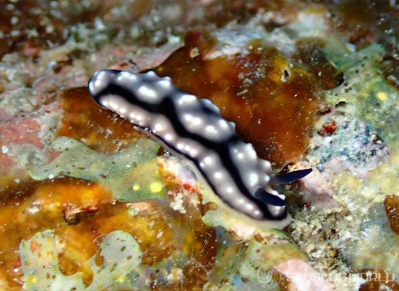 ワモンイボウミウシ Phyllidiella annulata