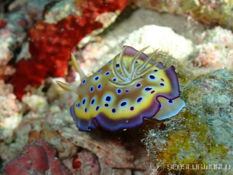 オトヒメウミウシ Goniobranchus kuniei