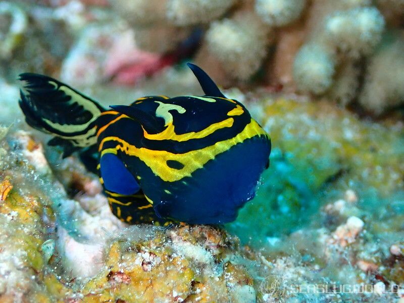 イシガキリュウグウウミウシ Tyrannodoris luteolineata