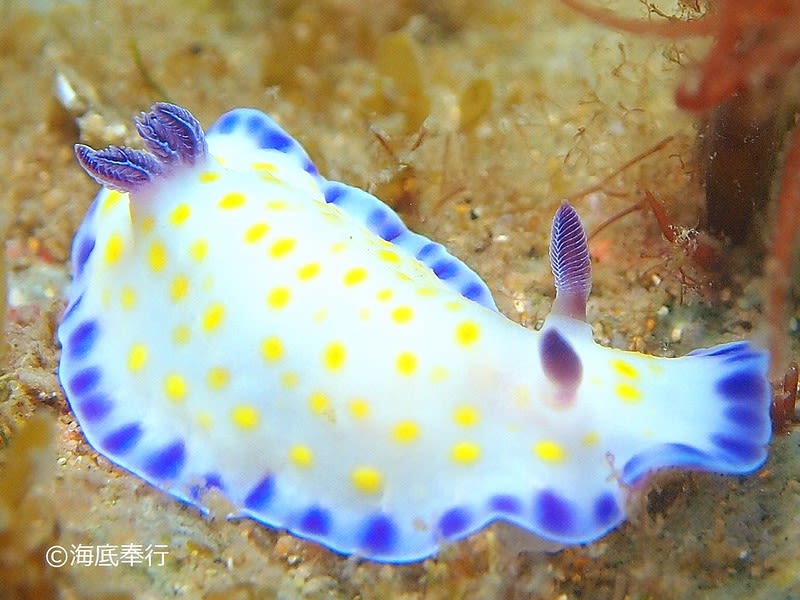 コモンウミウシ Goniobranchus aureopurpureus