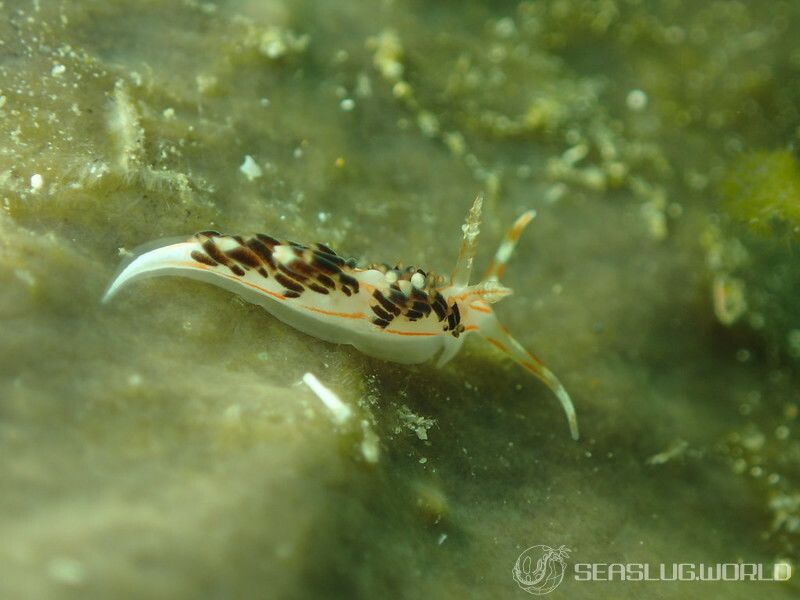 フタスジミノウミウシ Facelina bilineata