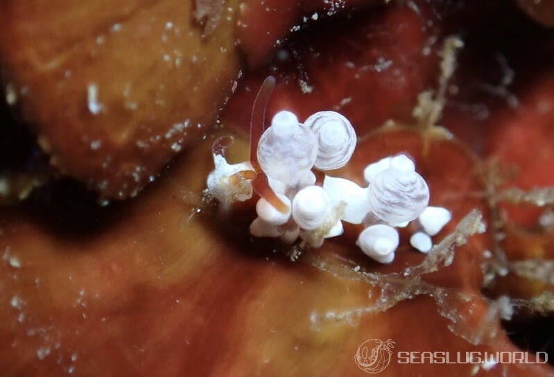 イナバミノウミウシ Eubranchus inabai