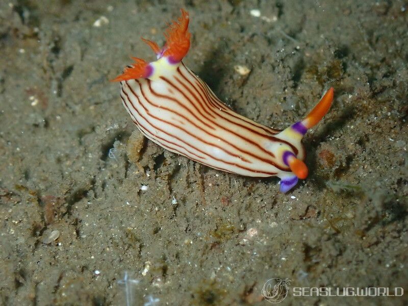 クロスジリュウグウウミウシ Nembrotha sp. 5