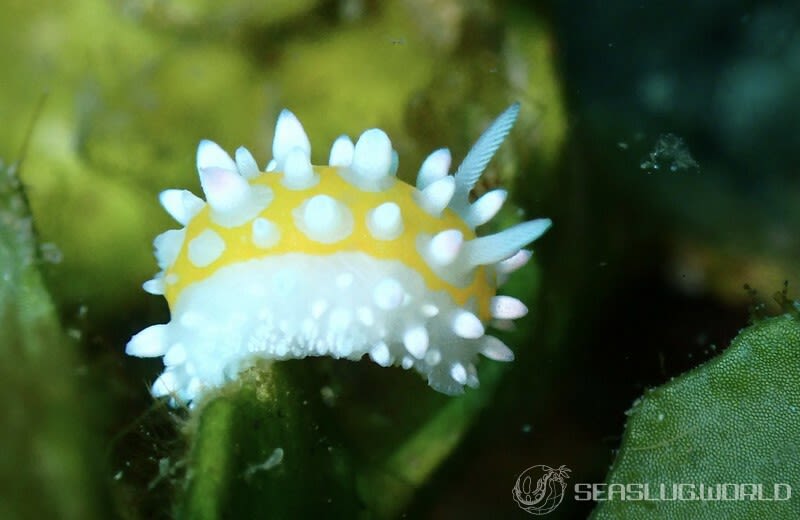 ニセイガグリウミウシ Cadlinella subornatissima